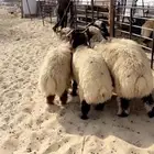 خرفان نعيم جذعان