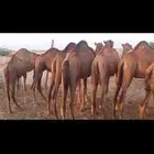 حواشي وبكرات للبيع