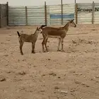 عنز صيد