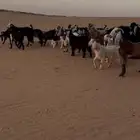 البيع معزا العدد 40