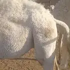 قعدان كفوو مبادي ومناسبات