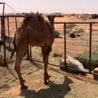 قعود قصب