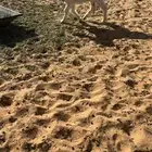 عنز والد حدره ذبيحه