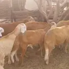 سواكن نظيفه وطيبه تربيه شهرين