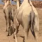 بكرتين عوادي