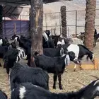 معزاء مراح