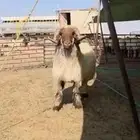 افحول صنف شي طيب ولها تعريف