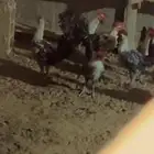 الللباقيي 22 ديك فيومي للبيع