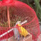 جوز روز صحه ونضافه