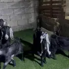 معزا عوارض