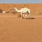 عشرا وضحا