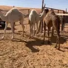 قعدان بريات كفو