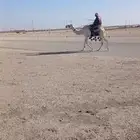 للبيع رحول ابل وضحا مشروطه