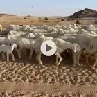 غنم خلفات حرش مراح منوة القناي
