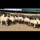 جذعات نعيم مقنوي للبيع