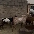 معزا مقاني