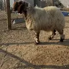 شاة صنف نعيميه