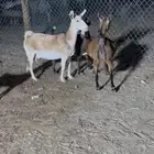 معزاء قزميات