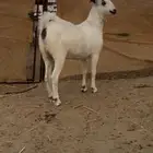جفره بيشيه فاخره