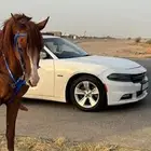 حصان