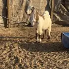 جفره مشروكه