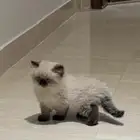 قطة هملايا