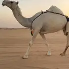 ضروبه