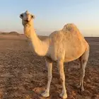ناقه حايل طيبه