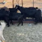 معزا دفع مقاريب