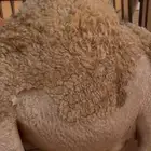 بكره عمرها 7 شهور