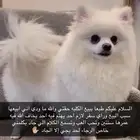 كلب