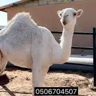 حشوانن للبيع