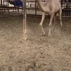 بكرة لقيه عمانيه اصيل