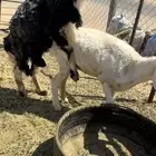 خروف