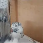 حمام بكستاني منتج تربية ماحكر خلي من الأمراض