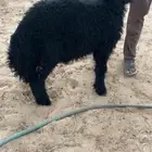 خروف عربي