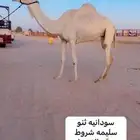 سودانيه ثنو