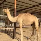 قعود سابق وله عده روابط