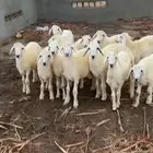 بهم حري العمر 3 شهور