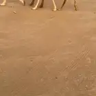 عشرا بكر كفو