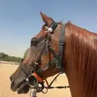 حصان عربي شعبي للبيع شيخ تواصل واتس فقط