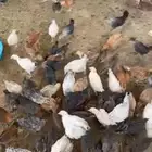 صوص