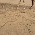 خلفه ثنو كفو