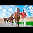 حصان انقليزي سباق