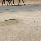 خلفه حدرها قعود