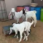 للبيع معزا