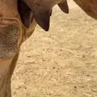 ناقة خلفة للبيع
