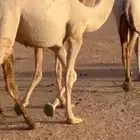 بكره شقحا مفروده ابوها بعير حضينان الجروي الملكي