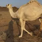 لقحه للبيع