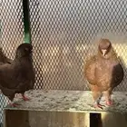 جوز كنق مودينا